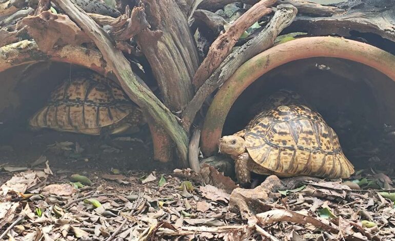 Jagat Satwa Nusantara Peringatin Turtle Day 2025