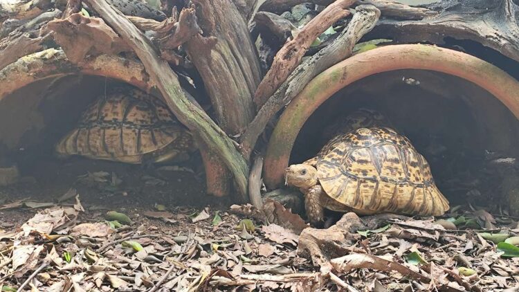 Jagat Satwa Nusantara Peringatin Turtle Day 2025