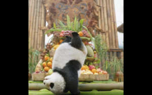 Panda Plan : The Magical Tribe