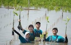 Napas Baru di Garis Pantai: Bagaimana BLDF Menjahit Kembali Ekosistem Pesisir yang Rapuh proses penanaman bibit mangrove di pinggir pantai oleh Bakti Lingkungan Djarum Foundation