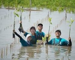 proses penanaman bibit mangrove di pinggir pantai oleh Bakti Lingkungan Djarum Foundation