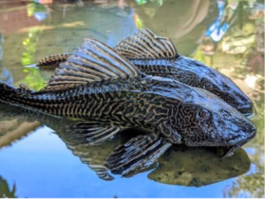 Ikan sapu sapu