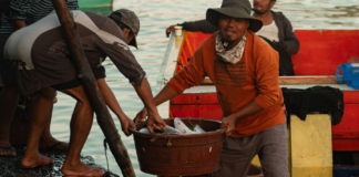 Waspada Ledakan Alga, Fenomena yang Mengintai Pesisir Indonesia Hasil tangkapan nelayan pesisir