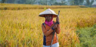 38 Persen Tenaga Kerja Pertanian Nasional Disumbang Perempuan, Akses Lahan Masih Rendah Perempuan petani bekerja di lahan sebagai bagian tenaga kerja pertanian nasional.