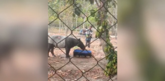 Tapir Hutan Mesuji Kembali Muncul, Kali Ini Terjebak di Kebun Sawit Tapir betina dievakuasi BKSDA dari saluran air kebun sawit Mesuji Lampung.