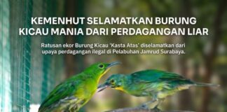 Cucak Ijo Satwa Dilindungi, Kenapa Kicau Mania Tetap Memburunya Meski Terancam Punah? Burung Cucak Cica Daun Besar atau Cucak Ijo yang diamankan dari perdagangan satwa liar.