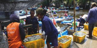 Nelayan Tegalkatilayu Nikmati Berkah Kemarau Panjang lewat Musim Ubur-ubur Pekerja menimbang ubur-ubur hasil tangkapan nelayan. Sumber : Darmawan/Mongabay Indonesia.