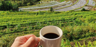 Petani Kopi Indonesia dari Empat Daerah Ini Siap Sapa Dunia di TEI 2026 Ilustrasi kopi nusantara
