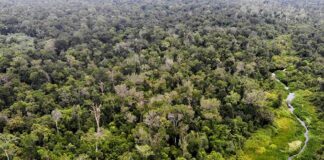 Dimulai Dari Menjaga Hutan Aceh, Yagi Forest Melangkah Ke Panggung Dunia