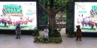 Dua Badak Sumatera Bunting, Mengapa Setiap Kelahiran Penting bagi Konservasi? TSI sebagai lembaga konservasi bersama YABI dan Kementerian Kehutanan menggelar World Rhino Day 2026 pada 3–4 Oktober 2026.